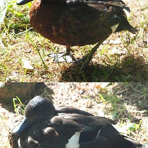 Chestnut teals (Anas castanea), Drake and hen, 2020-06-12