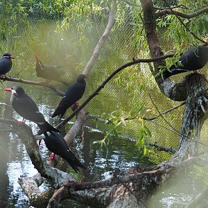 Inca terns (Larosterna inca), temporarily housed in the Australian aviary, 2020-06-12
