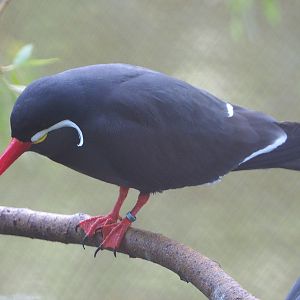 Inca tern (Larosterna inca), 2020-06-12