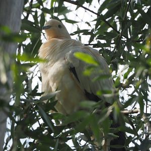 Pied Imperial Pigeon (Ducula bicolor), 2020-06-12