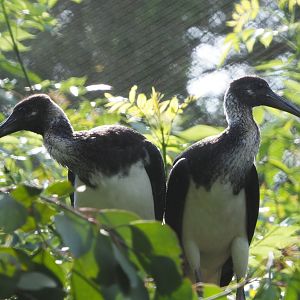Juvenile Straw-necked ibises (Threskiornis spinicollis), 2020-06-12