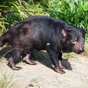 Tasmanian devil (Sarcophilus harrisii), 2020-06-12