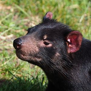 Tasmanian devil (Sarcophilus harrisii), 2020-06-12