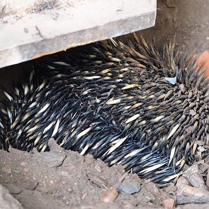 South-east Australian short-beaked echidnas (Tachyglossus aculeatus aculeatus), 2020-06-12