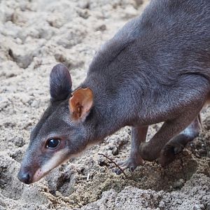 Dusky pademelon Roel (Thylogale brunii), 2020-06-12