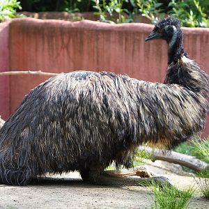 Emu (Dromaius novaehollandiae), 2020-06-12