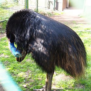 Preening Double-wattled cassowary (Casuarius casuarius), 2020-06-12