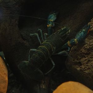 Australian red-clawed crayfish (Cherax quadricarinatus), 2020-06-12