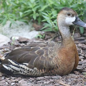 Duck ID - Zoo Opole