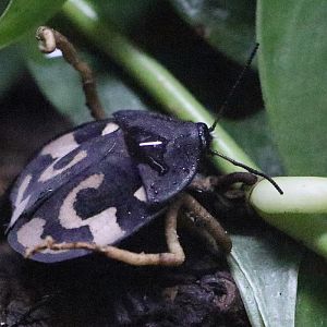Bug ID - Zoo Warszawa