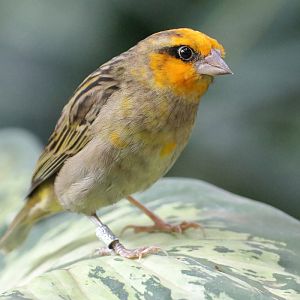 Bird ID - Zoo Warszawa
