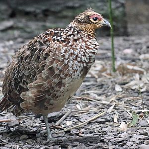 Bird ID - Zoo Warszawa