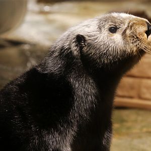 Sea Otter