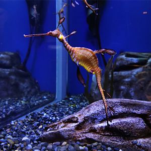Common Seadragon
