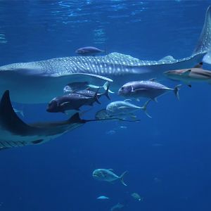 Parade of the Giants