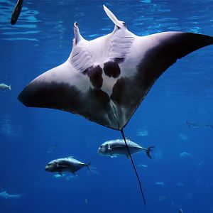 Manta Ray