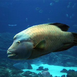 Humphead Wrasse