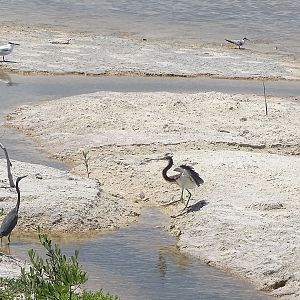 Tricolored heron, sandwich tern and least tern
