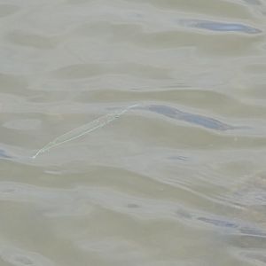 Needlefish?