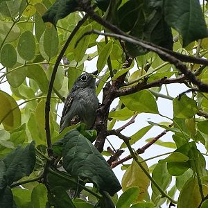 Blue-grey gnatcatcher (Polioptila caerulea)