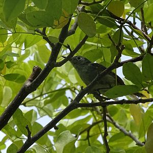 Blue-grey gnatcatcher (Polioptila caerulea)