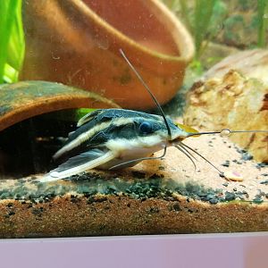 Striped Raphael catfish