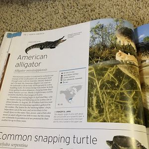 Another American alligator mistake.