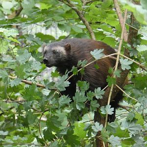 European Wolverine