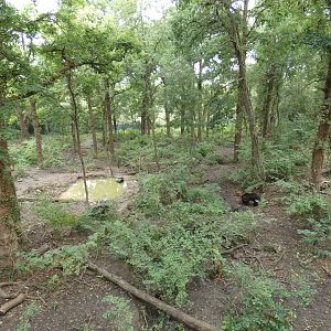 Brown Bear and Wolf Enclosure