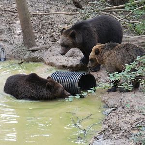 Bears in pool