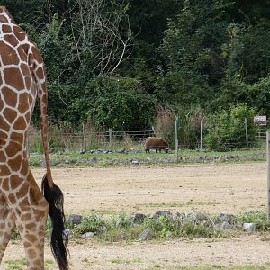 Red River Hog in the distance