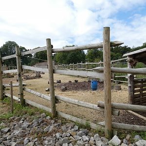 Red River Hog holding area