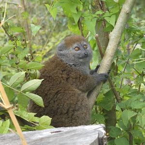 Lac Alaotra Gentle Lemur