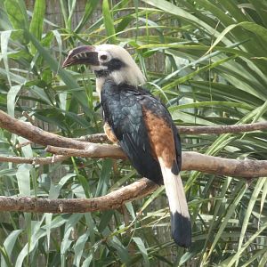 Visayan Tarictic Horbill