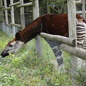 Okapi