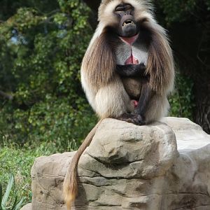 Gelada