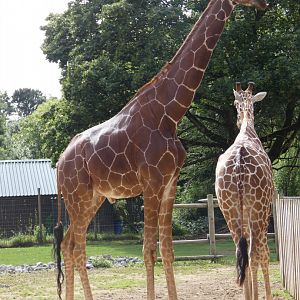 Reticulated Giraffe