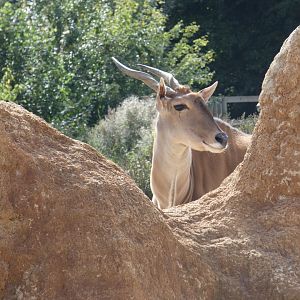 Common Eland