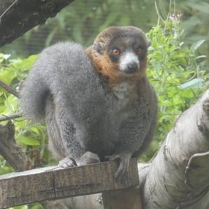 Mongoose Lemur