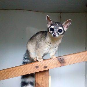 Ringtail 8/10/20
