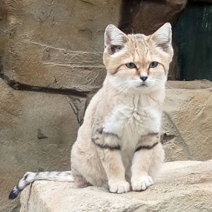 Sand Cat 8/10/20