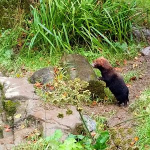 Bush Dog Pup 8/10/20