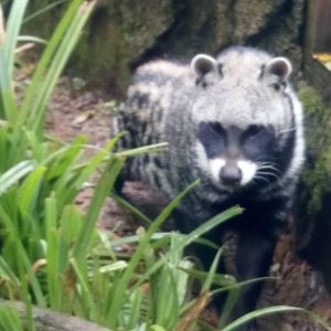 African Civet 8/10/20