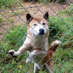 New Guinea Singing Dog 8/10/20