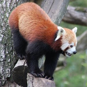 Red panda