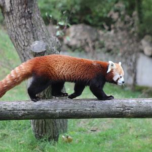 Red panda