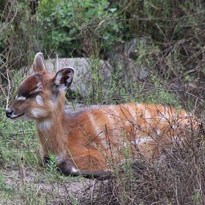 Dreaming Sitatunga