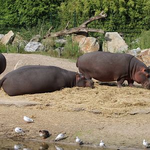 Hippo's