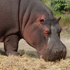 Eating Hippo
