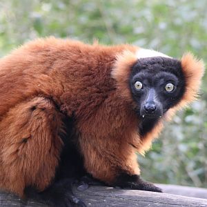 Red ruffed lemur